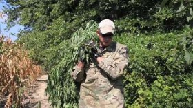 Washington Marijuana Eradication to Continue Despite New Law