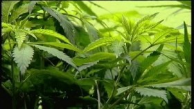 Poll: Iowans Support Medicinal Marijuana