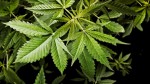 Rhode Island Lawmaker: Legalize Marijuana to ‘Reduce Crime’ and ‘Weaken Gangs’