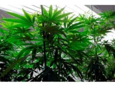 Amendment 64 Task Force Backs Marijuana DUI Regulation