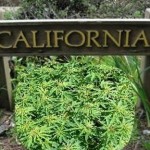 california medical marijuana Source http://www.thcfinder.com/uploads/files/california-legalization-ca.jpg