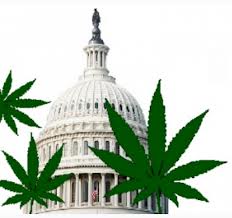 Medical Marijuana Advocacy Group Petitions Full DC Circuit to Review Rescheduling Appeal