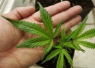 Shrinking Labor Unions See Relief in Marijuana Industry