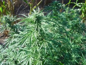pennsylvania marijuana legalization bill Source http://stopthedrugwar.org/files/imagecache/300px/Pot%20plants,%20Wheeler's%20Ranch_13.jpg