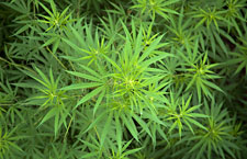 regulating marijuana Source http://norml.org/images/blog/cannabis_plants.jpg