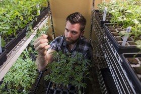 Medical Pot a Huge Part of Silicon Valley