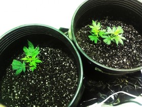 Prospero's Plants - juice cannabis
