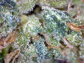 Strain Reviews: Sativa Dominant for Daytime or Active Use