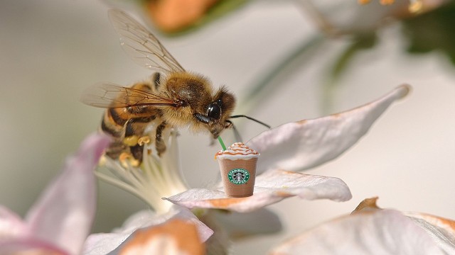 bees caffeine addiction starbucks, Source: http://animalnewyork.com/2013/bees-can-get-addicted-to-caffeine-laced-nectar/