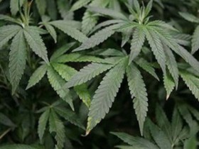 Medical Marijuana Bill Likely Dead in Iowa Legislature