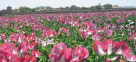 Afghan Opium Cultivation Rising, Officials Say