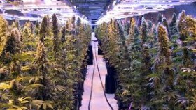 Colorado Marijuana Tourism Company Launches After Pot Legalization