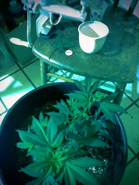 Prospero’s Grow: Week 4: New Developments from The Wizard and Start of Juicing Cannabis