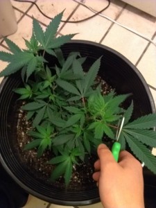 juicing cannabis, cutting leaves, Source: Prospero