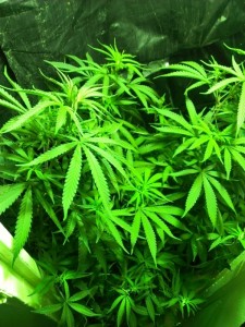 cannabis plants, FxCam_1366239246715, Source: Prospero