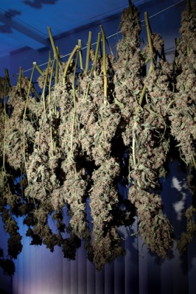 Pot Prices – March 2013
