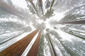 Weedist Destinations: Sequoia National Park