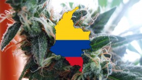 Weed: Colombia’s Newest Weapon in the Fight Against Drug Addiction