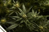 Aurora, CO: Marijuana Sales Could Enrich City