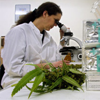 Marijuana Research Funding Cut as Support Grows