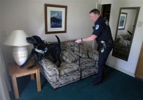 CO Training State’s First Weed-Friendly Police Dog
