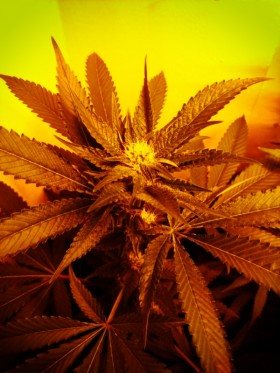 Prospero’s Grow Week 8: Flushing Cannabis Plants and Raising the Grow Light