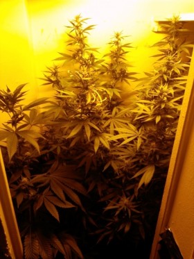 Week 8 - flushing cannabis plants, Source: Prospero