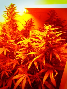 juicing cannabis plants FxCam_1369062040270, Source: Prospero