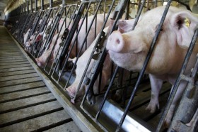 Marijuana-Fed Pigs Are Bigger and ‘More Savory’, Farmers Say