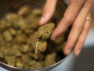 NPR: Go East, Young Marijuana Dealer