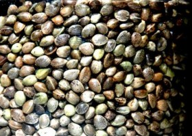 Study Hemp Seed Oil Benefits Multiple Sclerosis Patients Source http://hempforyou.com/wp-content/uploads/2011/02/HEMPSeeds2.jpg