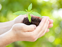 Support for Legalizing Marijuana in Arizona Source http://norml.org/images/blog/marijuana_seedling.jpg