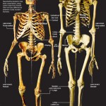 neanderthal-human-comp, Source: http://frontiersofzoology.blogspot.com/2011/05/different-face-for-neanderthals.html