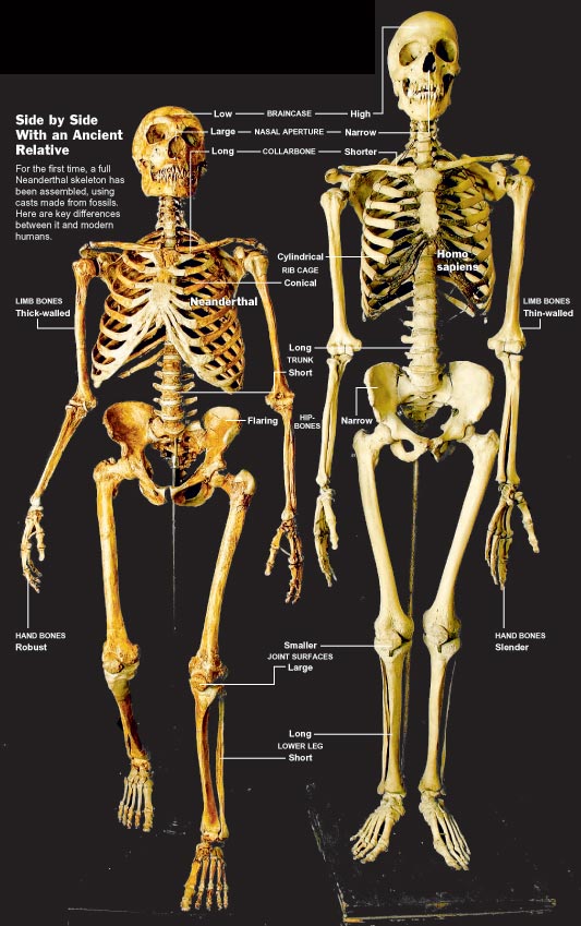 neanderthal-human-comp, Source: http://frontiersofzoology.blogspot.com/2011/05/different-face-for-neanderthals.html