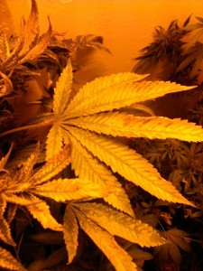 almost harvest time, strong cannabis smell 2, Source: Prospero
