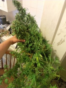 harvesting cannabis, Source: Prospero