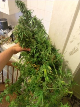 Prospero’s Grow: Week 13: Harvesting Cannabis. This is It!