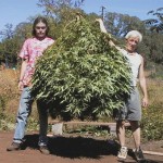 How to Harvest Cannabis Plants dudes Source http://www.mmmfaq.com/wp-content/uploads/2011/04/marijuana-harvesting-pictures-2.jpg