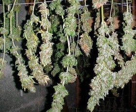 How to Harvest Cannabis Plants hanging buds Source http://howtogrowmarijuana.com/wp-content/uploads/2010/11/drying_your_marijuana.jpg