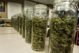 How to Harvest Cannabis Plants jars buds Source http://www.dolcevitaonline.net/wp-content/uploads/2012/08/jars-of-marijuana.-the-420-shack2.jpeg