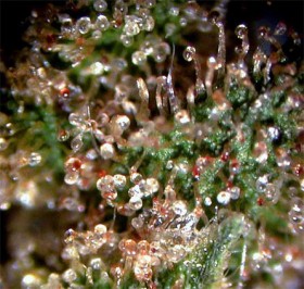 How to Harvest Cannabis Plants trichomes Source http://www.kindgreenbuds.com/images/trichomes.jpg