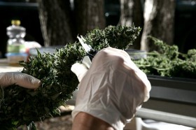 How to Harvest Cannabis Plants trimming Source http://www.shockmansion.com/wp-content/myimages/2011/11/Visit-Online-Store-2130.jpg