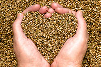 Lawmakers to Vote on Hemp Amendment to Federal Farm Bill Source http://norml.org/images/blog/hemp_seeds.jpg