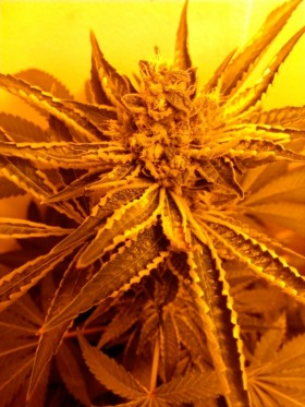 Prospero’s Grow Week 11 - flushing cannabis plants 1, Source: Prospero
