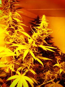 Prospero’s Grow Week 11 - flushing cannabis plants 2, Source: Prospero
