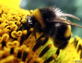 Bumblebee Rapture: Why Pollinators Matter