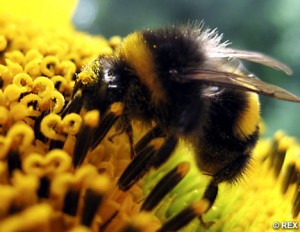 Bumblebee Rapture: Why Pollinators Matter, Source: http://img.dailymail.co.uk/i/pix/2007/08_01/BumbleBeeREX_468x362.jpg