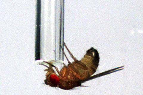 Drunk Flies - High Scientist Weedist, Source: http://timewellness.files.wordpress.com/2012/03/fly.jpg?w=360&h=240&crop=1