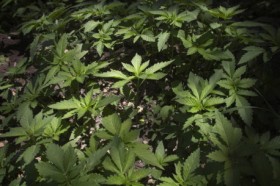 CT Firm Seeks Approval for Medical Marijuana Production