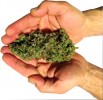 MI Medical Marijuana Collective Tries New Business Model